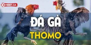 Sơ lược về đá gà Thomo